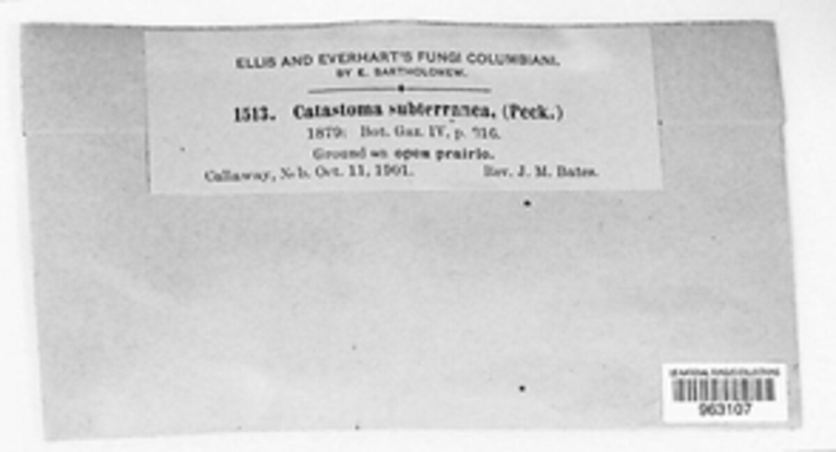 Disciseda subterranea image